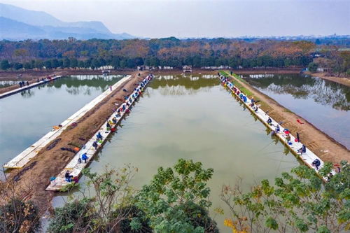 芜湖大桥镇哪里有玩的地方-第1张图片-彩蝶百科