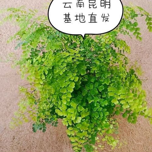 室内阳台垂钓绿植-第1张图片-彩蝶百科 室内阳台垂钓绿植-第1张图片-彩蝶百科