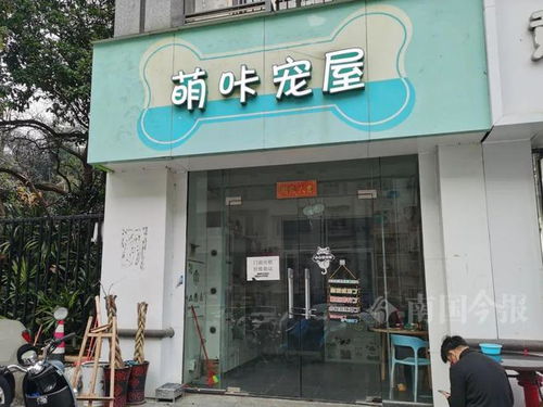连锁的宠物店-第1张图片-彩蝶百科