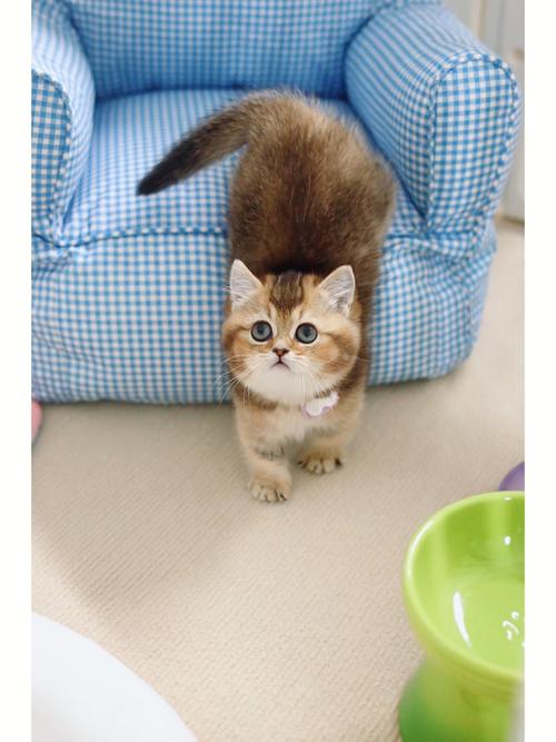 温州宠物猫免费赠送政策解读-第1张图片-彩蝶百科