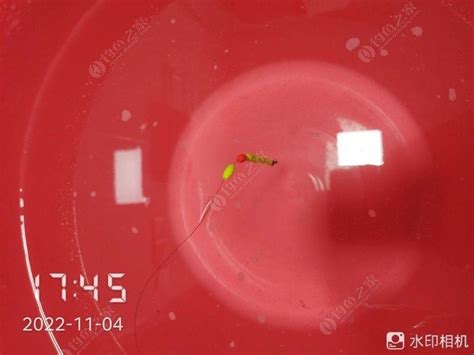 七星漂双钩最好调漂亮方法-第1张图片-彩蝶百科