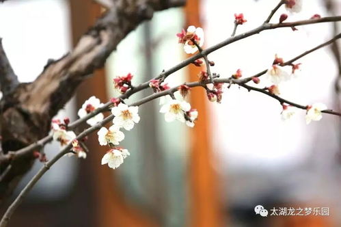 梅花钓组-第1张图片-彩蝶百科