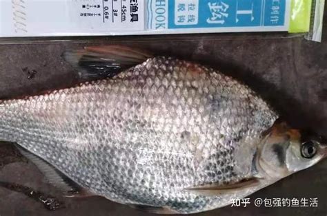 夏季如何垂钓鲤鱼草鱼-第1张图片-彩蝶百科 夏季如何垂钓鲤鱼草鱼-第1张图片-彩蝶百科