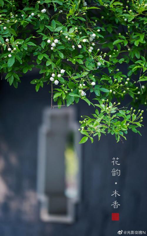 春日摄影大赛主题有哪些-第1张图片-彩蝶百科 春日摄影大赛主题有哪些-第1张图片-彩蝶百科