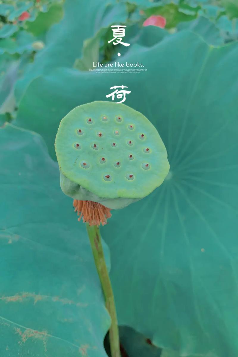 荷花摄影作品一等奖-第1张图片-彩蝶百科 荷花摄影作品一等奖-第1张图片-彩蝶百科