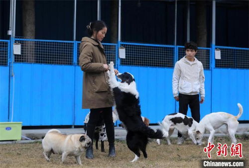 2021西安养犬-第1张图片-彩蝶百科
