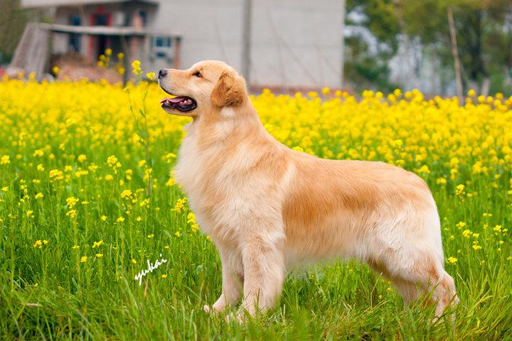 金毛犬简笔画-第1张图片-彩蝶百科