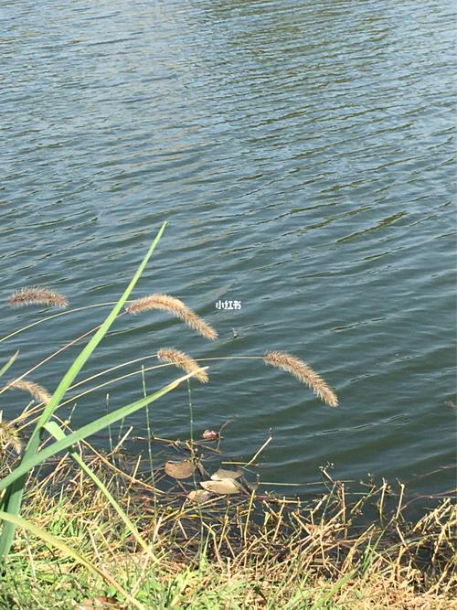 四川下塘垂钓怎么样好钓吗-第1张图片-彩蝶百科