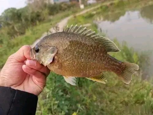 太阳鱼钓法及饵料搭配-第1张图片-彩蝶百科 太阳鱼钓法及饵料搭配-第1张图片-彩蝶百科