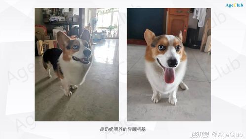养宠物影响生育能力吗-第1张图片-彩蝶百科