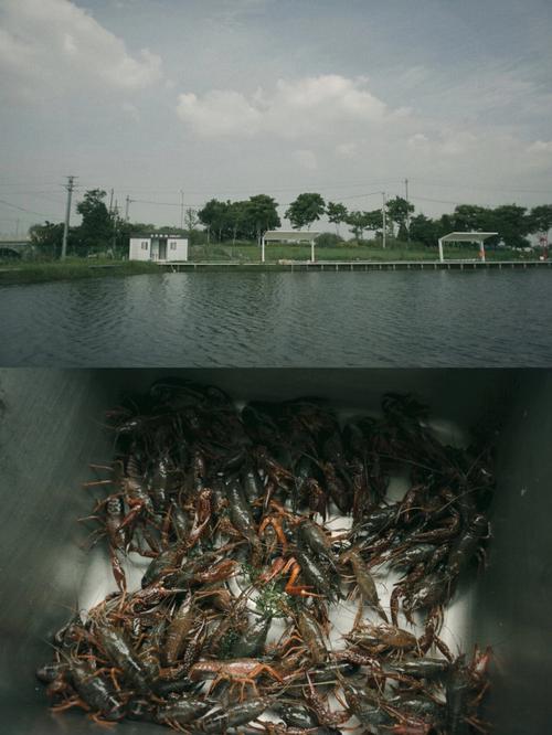 江阴龙虾排名-第1张图片-彩蝶百科