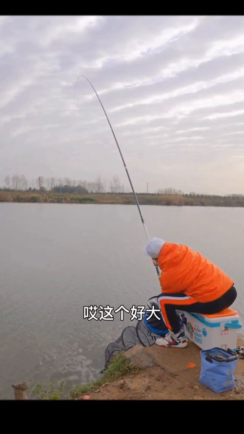 四大家臣的生肖是什么-第1张图片-彩蝶百科 四大家臣的生肖是什么-第1张图片-彩蝶百科