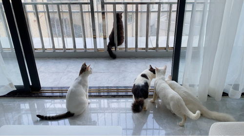 视频1：搞笑猫咪集锦-第1张图片-彩蝶百科