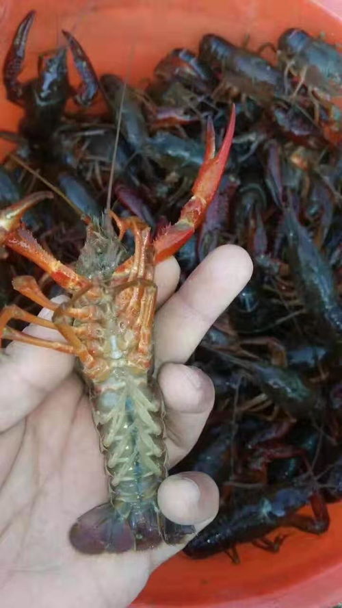 萧山垂钓小龙虾基地电话-第1张图片-彩蝶百科