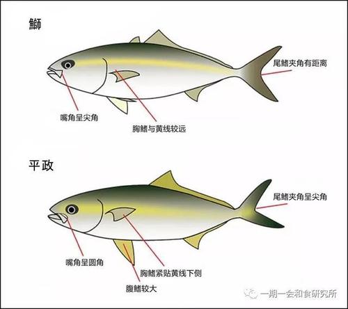 鳎目鱼是巴沙鱼吗-第1张图片-彩蝶百科 鳎目鱼是巴沙鱼吗-第1张图片-彩蝶百科