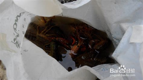 上饶钓小龙虾-第1张图片-彩蝶百科