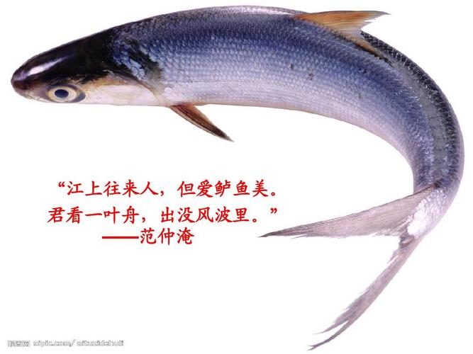 垂钓朋友圈文案-第1张图片-彩蝶百科