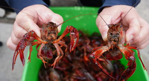 镇海哪里可以钓龙虾-第1张图片-彩蝶百科 镇海哪里可以钓龙虾-第1张图片-彩蝶百科