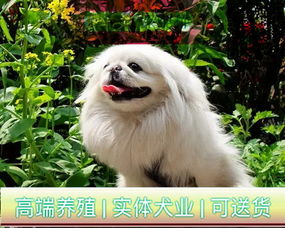 北京犬多少钱一只幼犬-第1张图片-彩蝶百科