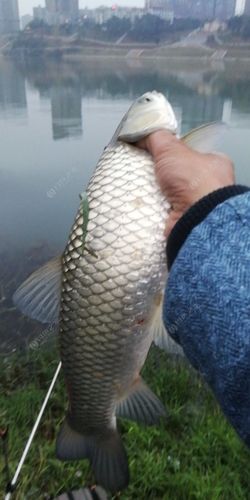 鲤鱼草鱼钓底还是钓浮-第1张图片-彩蝶百科 鲤鱼草鱼钓底还是钓浮-第1张图片-彩蝶百科