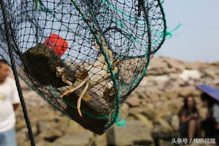 唐山河蟹垂钓-第1张图片-彩蝶百科 唐山河蟹垂钓-第1张图片-彩蝶百科