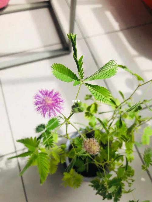 含羞草会开花吗是什么样子-第1张图片-彩蝶百科