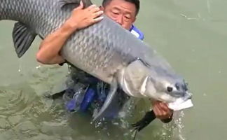 微山湖垂钓青鱼技巧与注意事项-第1张图片-彩蝶百科 微山湖垂钓青鱼技巧与注意事项-第1张图片-彩蝶百科