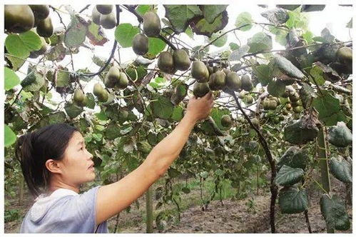 垂钓采摘休闲农场规划设计-第1张图片-彩蝶百科