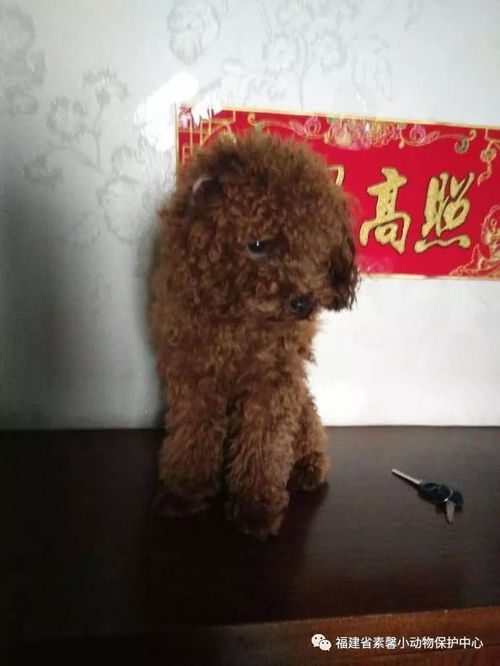 1.访问当地动物收容所和领养中心-第1张图片-彩蝶百科 1.访问当地动物收容所和领养中心-第1张图片-彩蝶百科