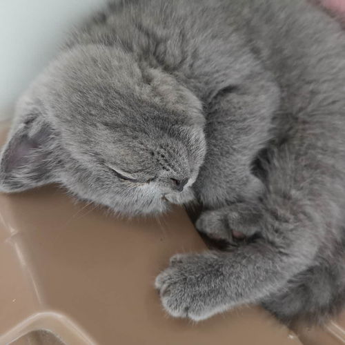 宝宝被猫抓伤多少天过危险期-第1张图片-彩蝶百科