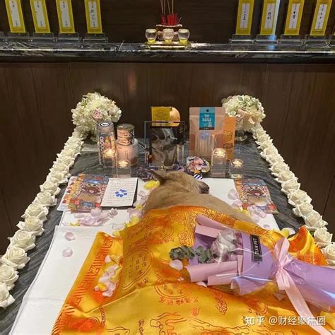 长沙宠物家庭寄养-第1张图片-彩蝶百科 长沙宠物家庭寄养-第1张图片-彩蝶百科