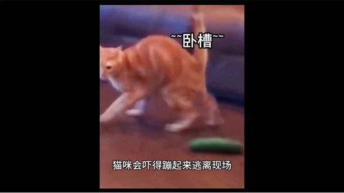 猫为什么怕黄瓜的搞笑视频-第1张图片-彩蝶百科