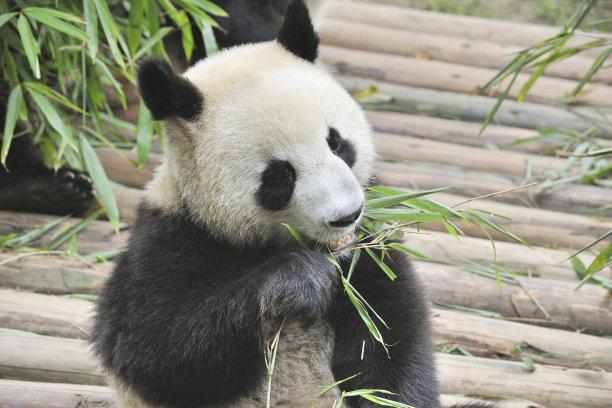 日本人为什么把中国熊猫养死了-第1张图片-彩蝶百科