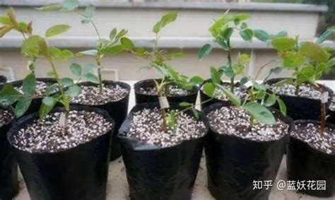 灌木月季的特点-第1张图片-彩蝶百科 灌木月季的特点-第1张图片-彩蝶百科
