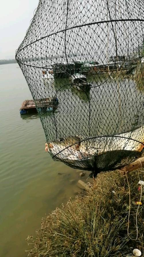 河边大哥垂钓鲤鱼图片-第1张图片-彩蝶百科 河边大哥垂钓鲤鱼图片-第1张图片-彩蝶百科