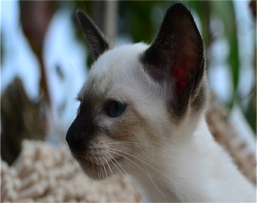 什么宠物猫好养不费钱-第1张图片-彩蝶百科 什么宠物猫好养不费钱-第1张图片-彩蝶百科