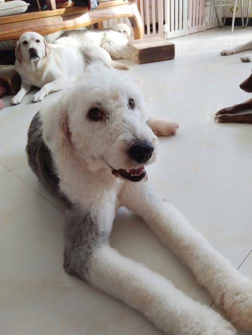 古牧犬好养吗?-第1张图片-彩蝶百科
