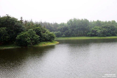 江河鲢鳙钓-第1张图片-彩蝶百科