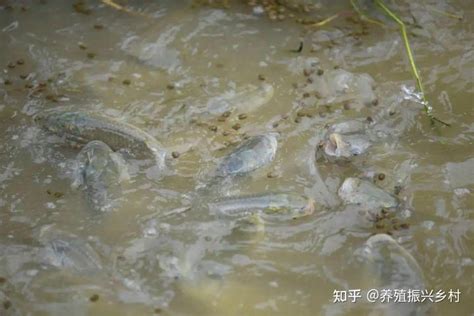 鱼塘缺氧-第1张图片-彩蝶百科