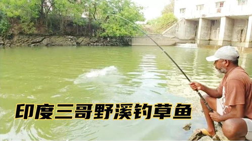 扶摇俱乐部四哥户外垂钓-第1张图片-彩蝶百科