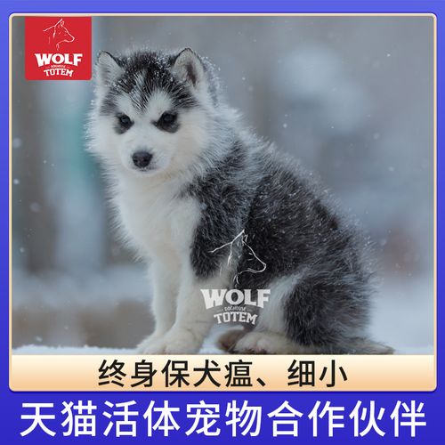 哈士奇犬舍推荐-第1张图片-彩蝶百科 哈士奇犬舍推荐-第1张图片-彩蝶百科