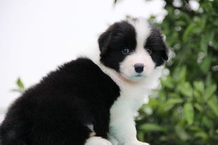 边境牧羊犬多少钱一只深圳-第1张图片-彩蝶百科 边境牧羊犬多少钱一只深圳-第1张图片-彩蝶百科