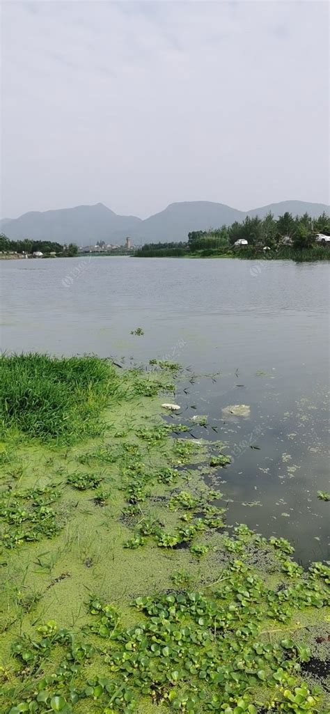 临安青山湖死鱼事件-第1张图片-彩蝶百科