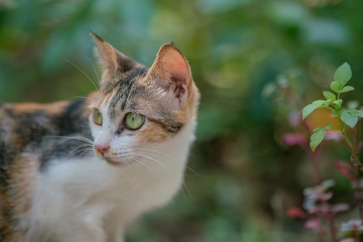 宠物猫生活环境怎么样-第1张图片-彩蝶百科 宠物猫生活环境怎么样-第1张图片-彩蝶百科