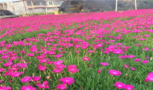 牵牛花苗怎么种植方法-第1张图片-彩蝶百科