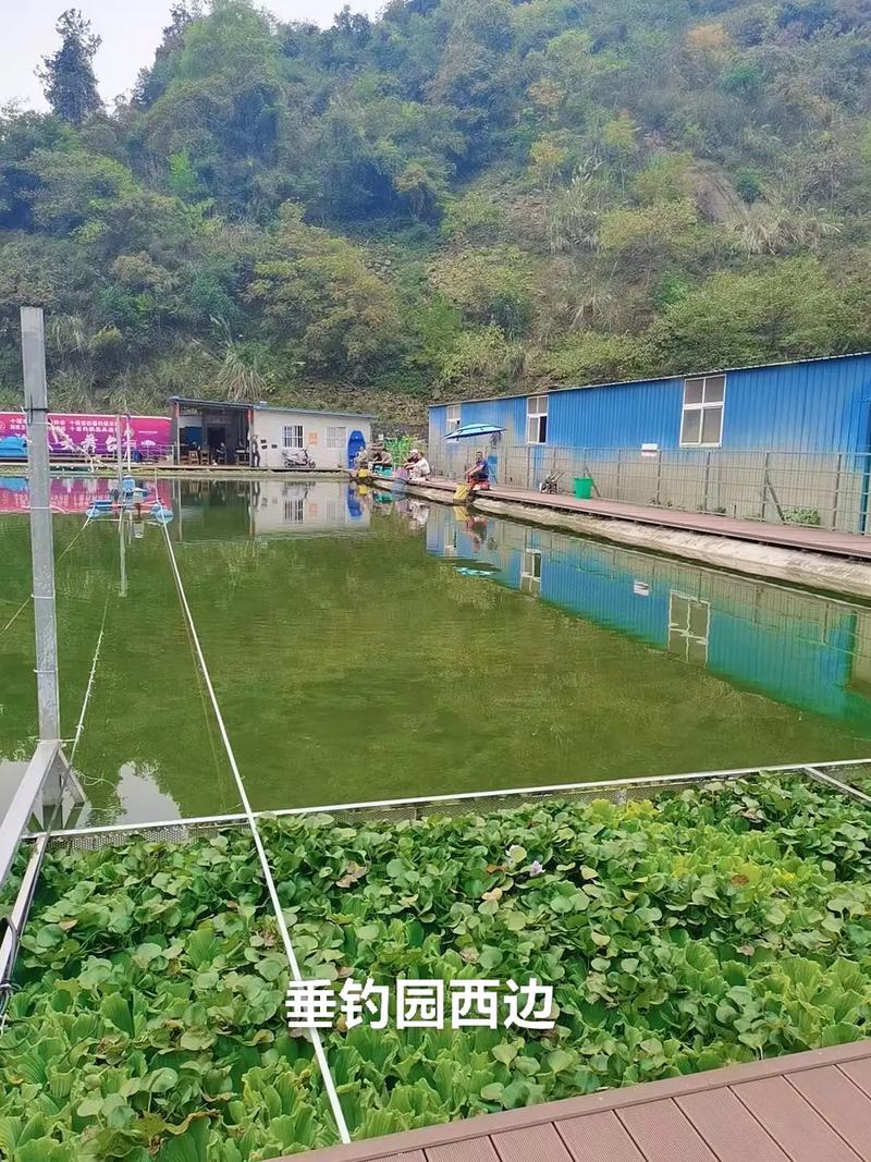 附近的休闲垂钓-第1张图片-彩蝶百科 附近的休闲垂钓-第1张图片-彩蝶百科