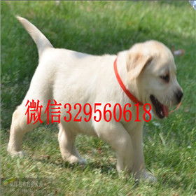 宠物文化与习俗-第1张图片-彩蝶百科 宠物文化与习俗-第1张图片-彩蝶百科