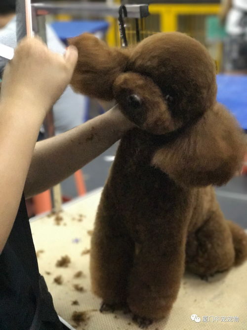 1.厦门宠物美容行业现状-第1张图片-彩蝶百科