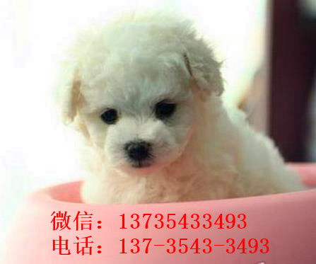 济宁宠物狗领养指南-第1张图片-彩蝶百科