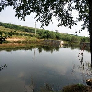 绿水青山垂钓园电话-第1张图片-彩蝶百科 绿水青山垂钓园电话-第1张图片-彩蝶百科